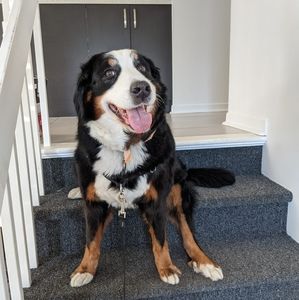 Meet your Posher, Annie